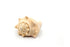 heavy conch shell